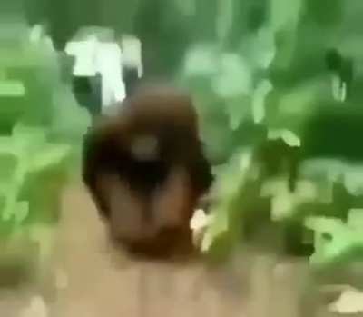 Lol alto monkeyman