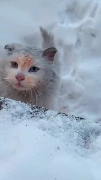 Покорми кота