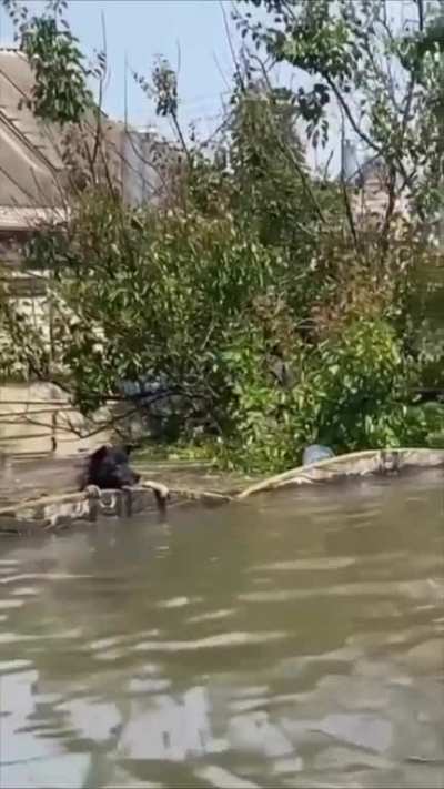 Collecting funds to help volunteers feed and rescue animals stranded in the floodwaters after the destruction of the Kakhovka dam