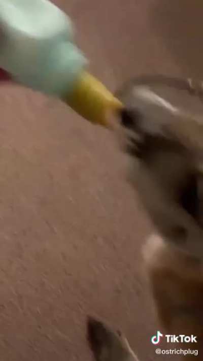 I&rsquo;d rather be bottle feeding my Roo