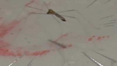 Found a stickbug..