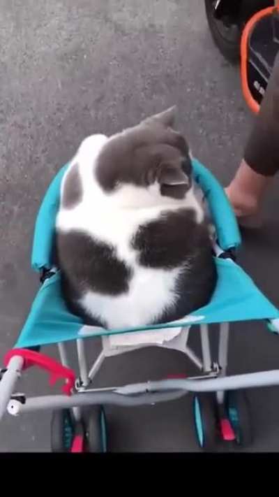 KEDİNİ YEDİM