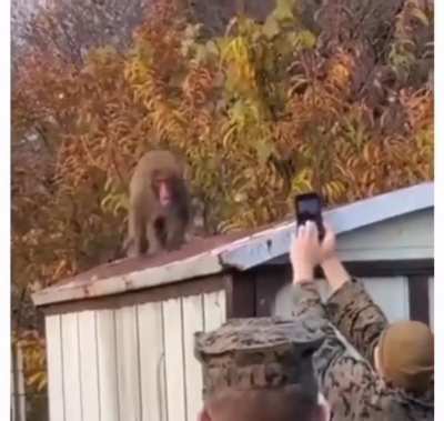 Monkey&rsquo;s got privacy issues.
