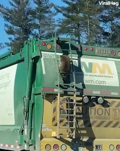 Smart trash panda going straight to the source