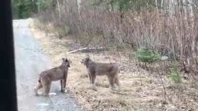 GIT Merge conflict