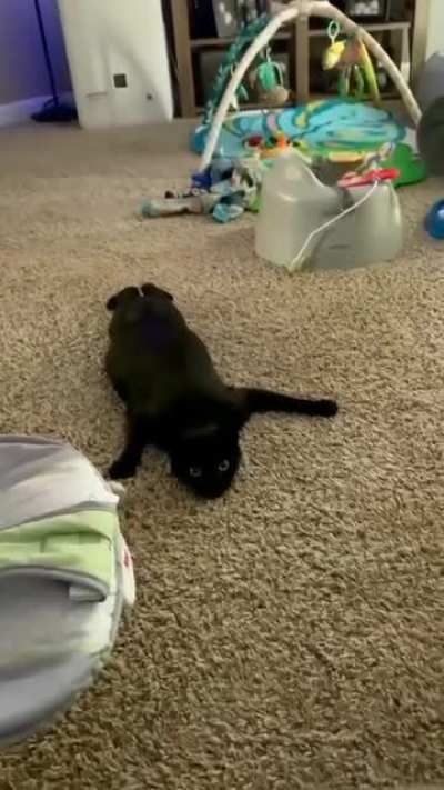 Some wild catnip if you ask me