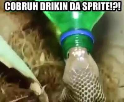 snek