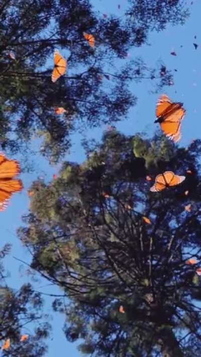 🔥 Kaleidoscope of Butterflies