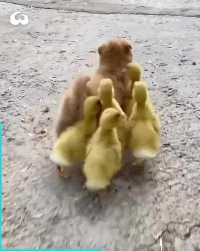 Tiny floofs