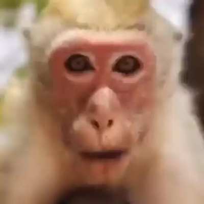 Monkey