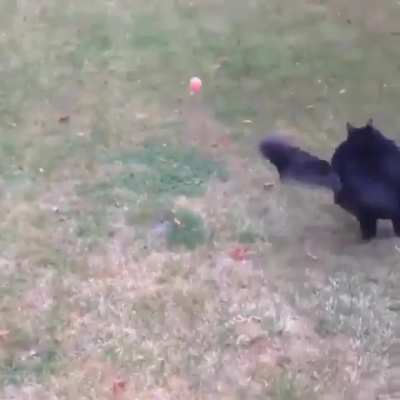 Too excited to cat