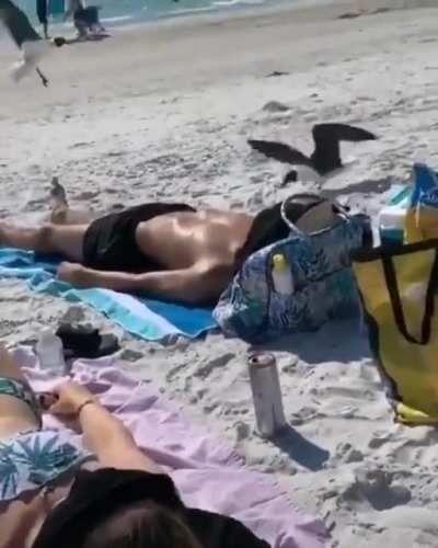 Feeding the seagles