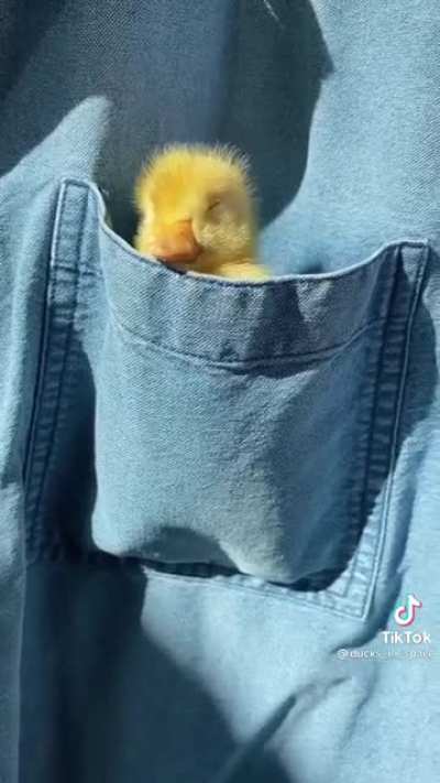 Sleepy duckling