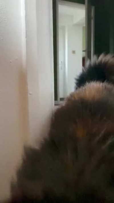 How my cat makes an entrance&hellip;