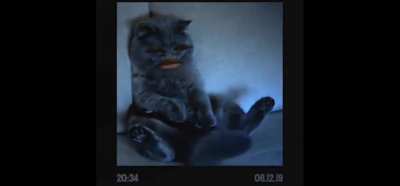 Cat.mp4