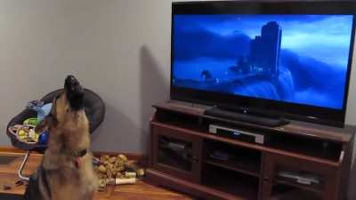 German shepherd started howling with wolves from Zootopia 🐺