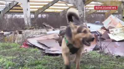 Ru pov.A marine of the Pacific Fleet with the call sign Yariy brought a dog to the front line back in mid-June. A cross between a German Shepherd and an ordinary mongrel - "Bandit" has become a real infantry dog since then