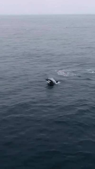 This makes me feel very peaceful. Orca are stunning