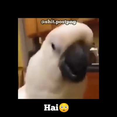 hai
