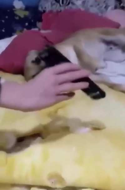 Chico &eacute; completamente inocente 