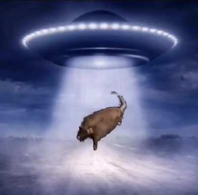 rat gets abducted
