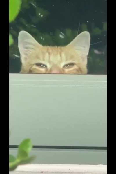 Kitty got caught creepin' so he totally nonchalantly ducks out with the "eleveatormove" away