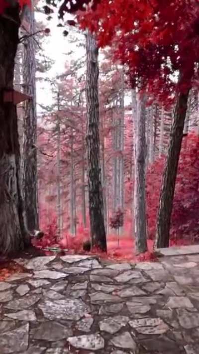 Fairy-tale like forest in Kor&ccedil;&euml;, Albania