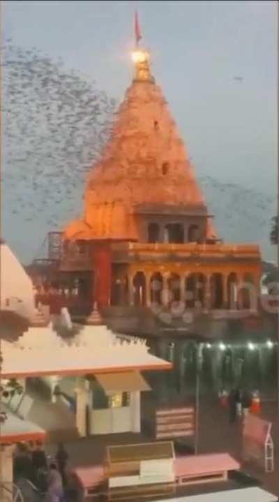 why are birds flocking around this temple?