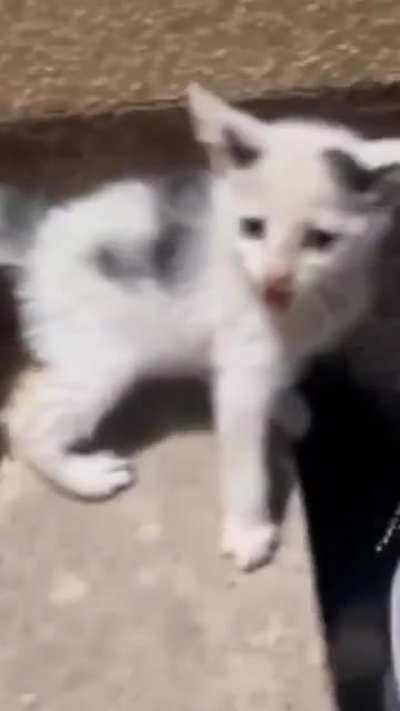 duvido escutar esse "miau" por 30 segundo sem abrir uma sorriza