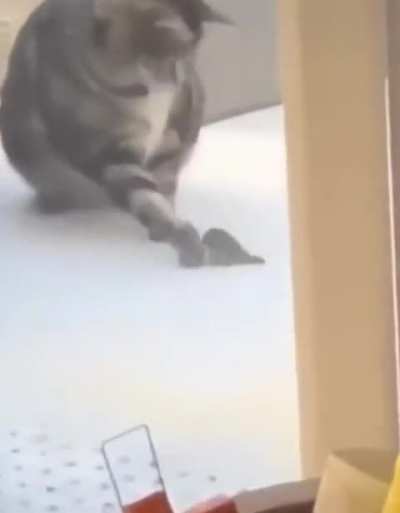 Cat didn&rsquo;t listened