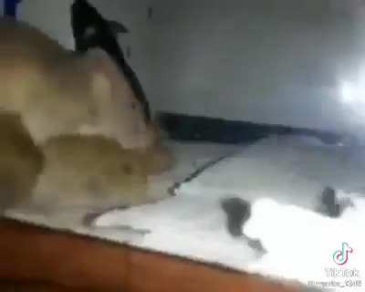 🐀💎