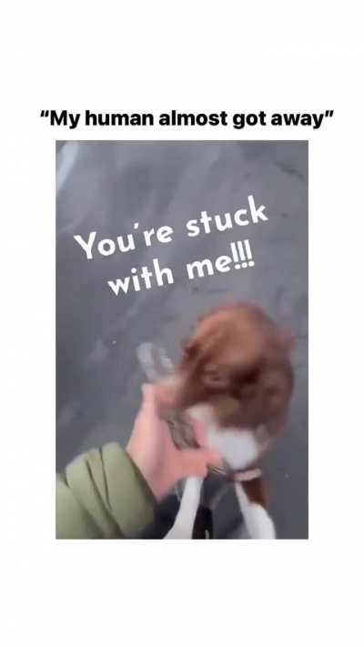 Dog takes charge