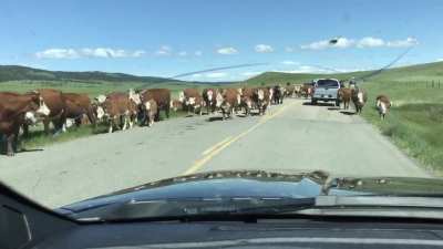 Staying at the RV lately, COVID has sure changed my commute!