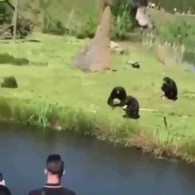 Tadinho do macaco