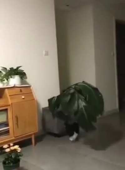 That Darned Cat!!!