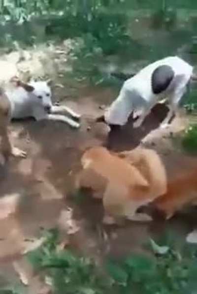 Dog funeral ⚱️