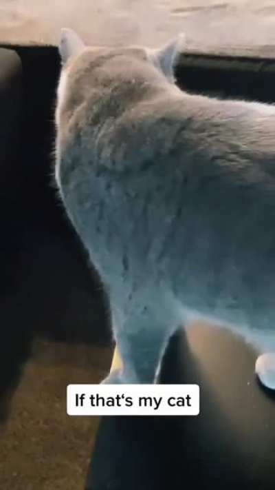 &ldquo;So I saw my cat outside...&rdquo;