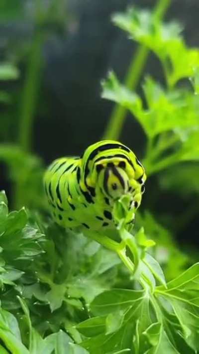 The Very Hungry Caterpillar