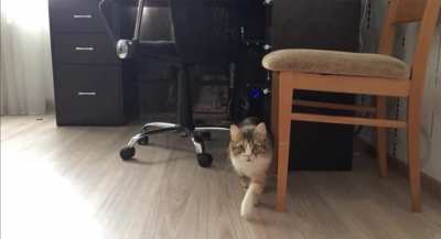A catculated attack