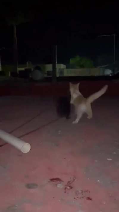 Feeding the cats