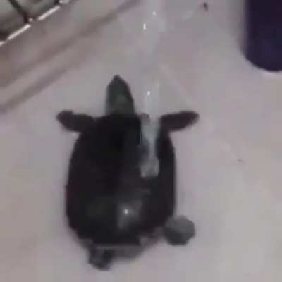 Pra alegrar o seu dia, tartaruga dan&ccedil;ando no chuveiro