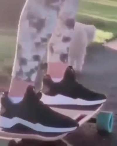No hay meme, solo un perro caminando