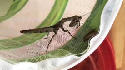 To catch the moth