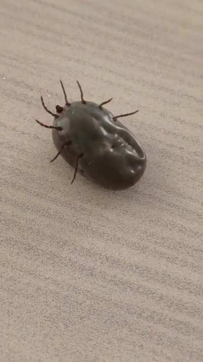 Fat Tick