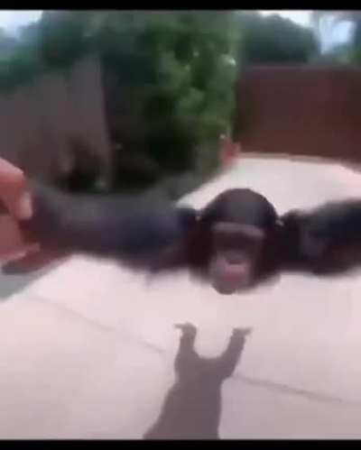 Monito:D