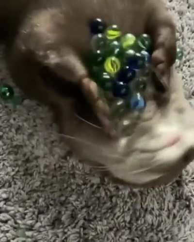 Otterly Marbleous (sound on)