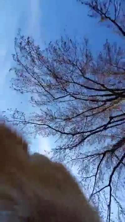 Fox runs away with her phone and tries to bury it