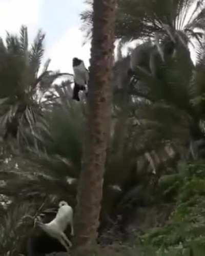 Tree Goat