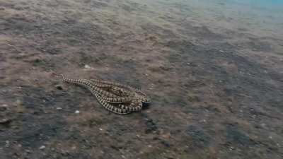 Mimic octopus: The ultimate master of disguise