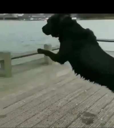 Hold my Milk-Bone&hellip;